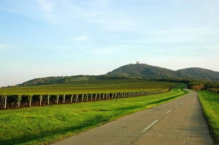 image002.jpg - Vineyards near Vrsac